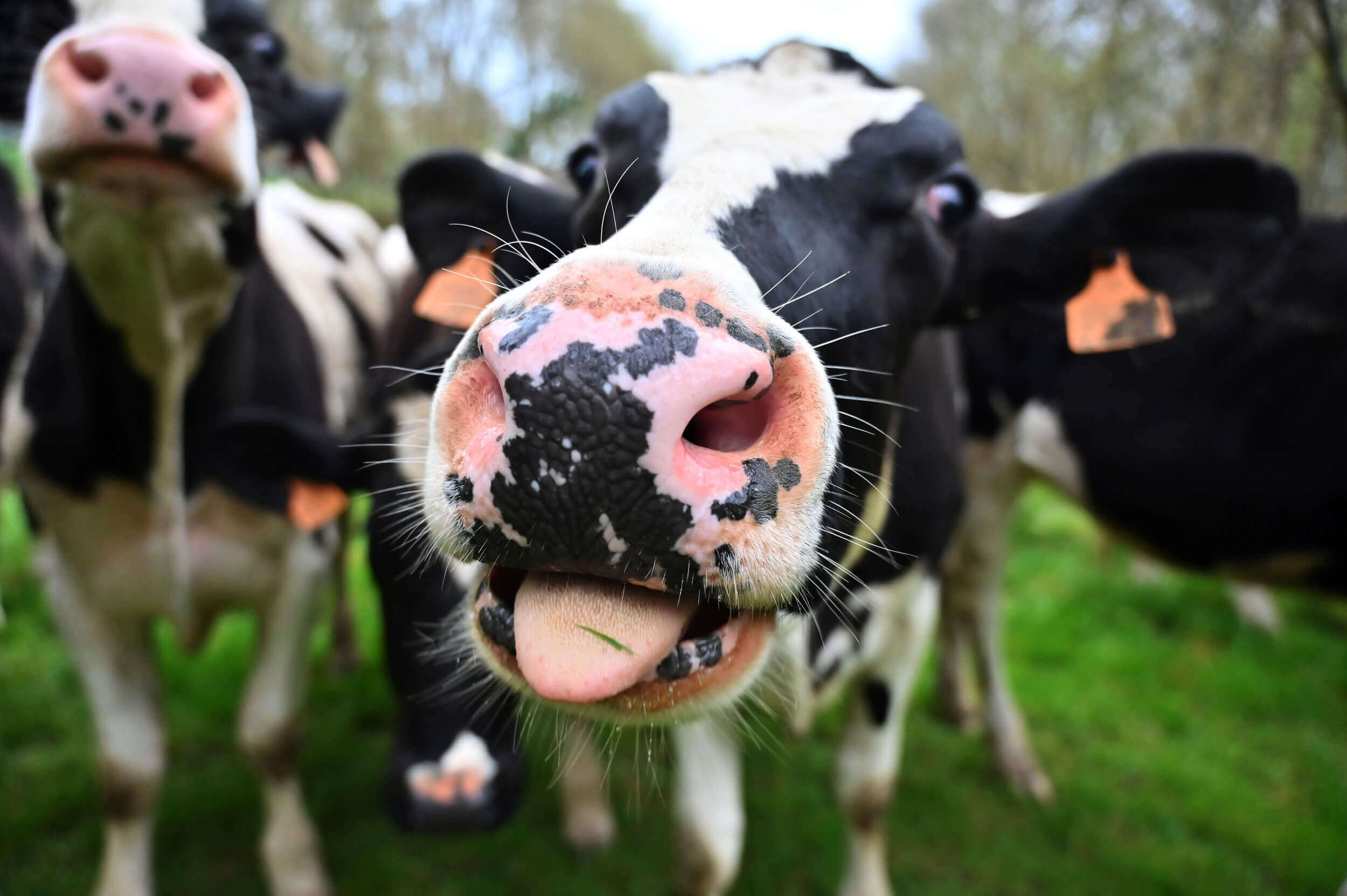 A Cow's Moo Can Reveal How They Are Feeling
