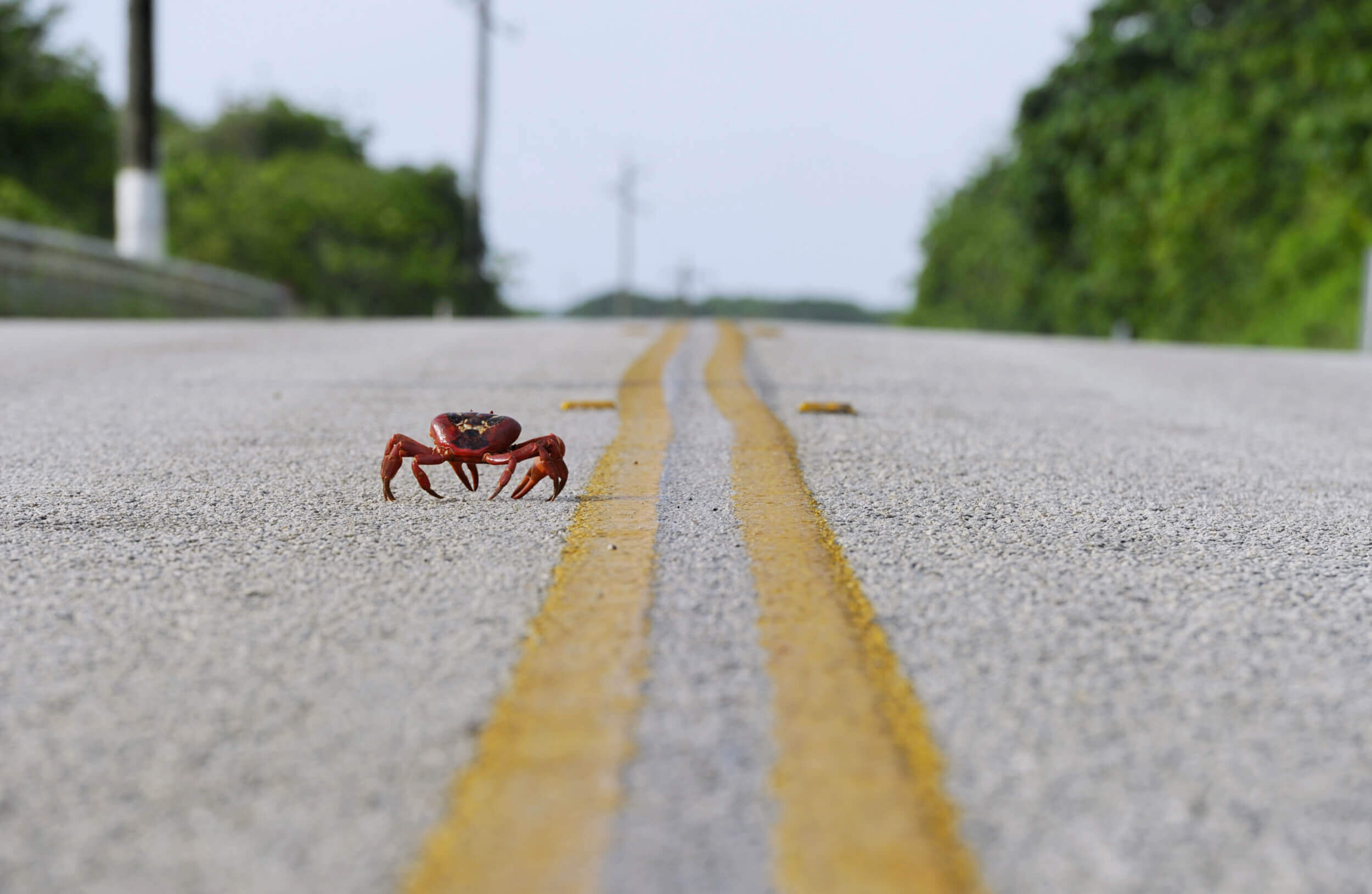 Man Designs Special Vehicle Device to Prevent Squishing Crabs